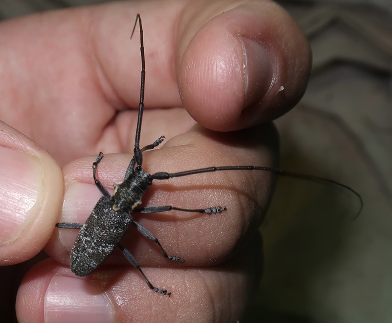 Monochamus galloprovincialis galloprovincialis