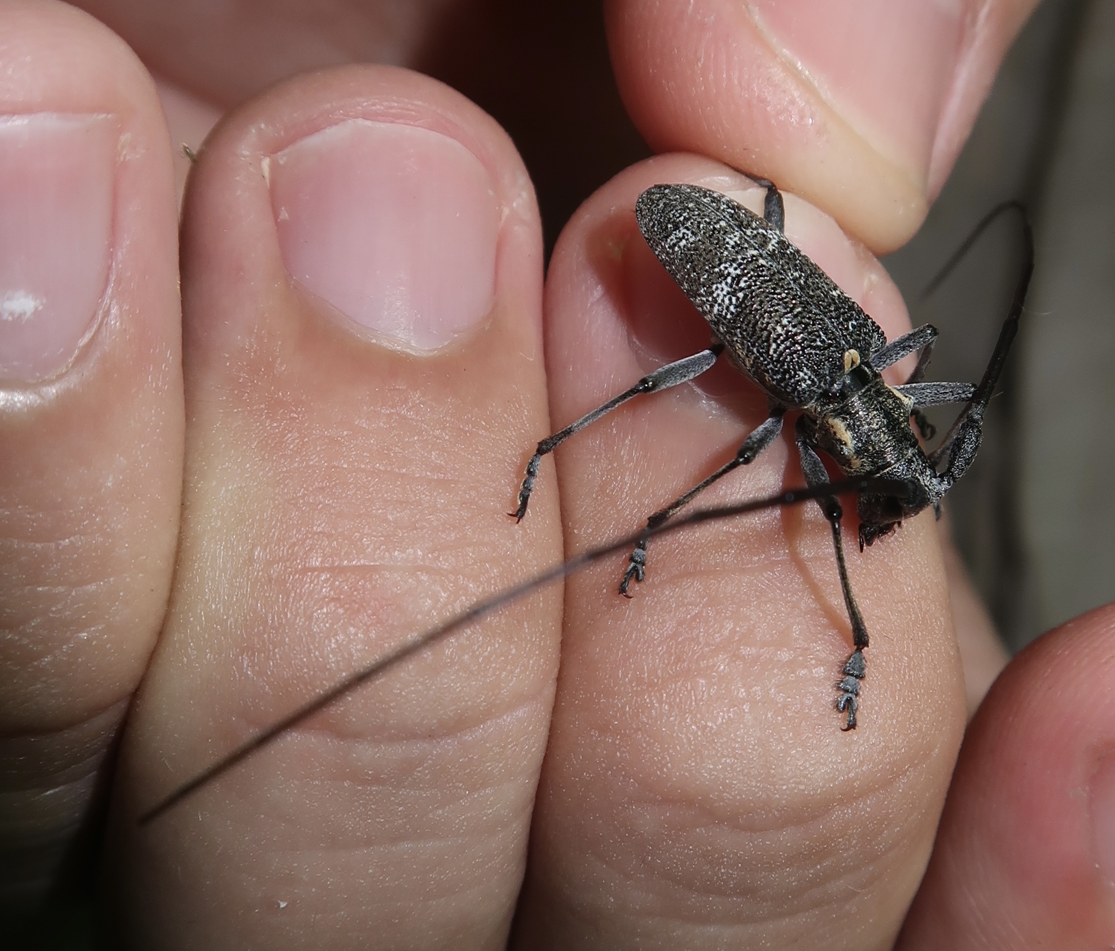 Monochamus galloprovincialis galloprovincialis