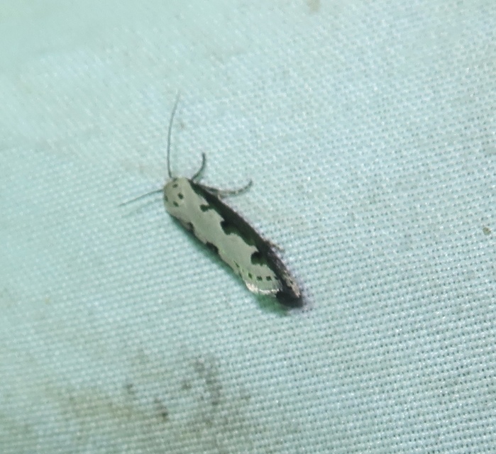 Ethmia bipunctella - kétpettyes feketemoly