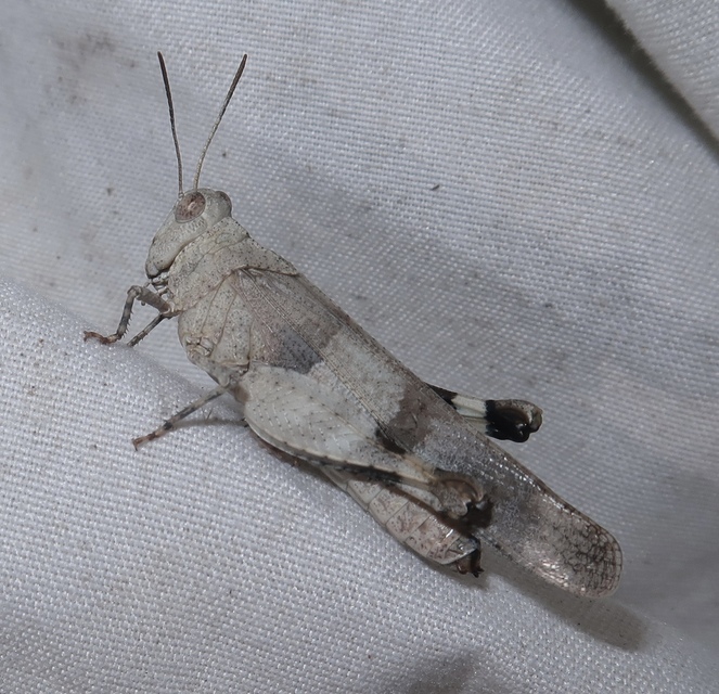 Oedipoda