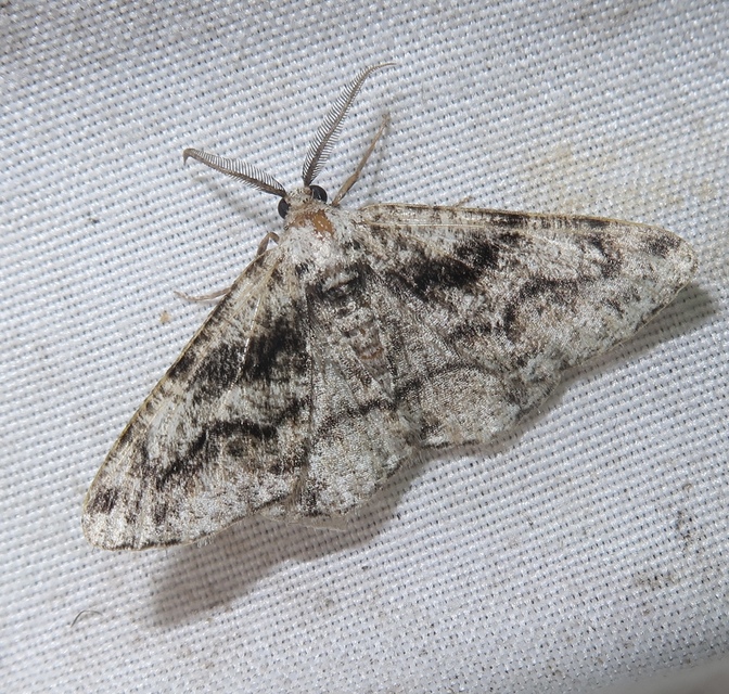Synopsia sociaria - ürömaraszoló