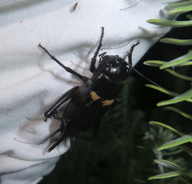 Gryllus bimaculatus