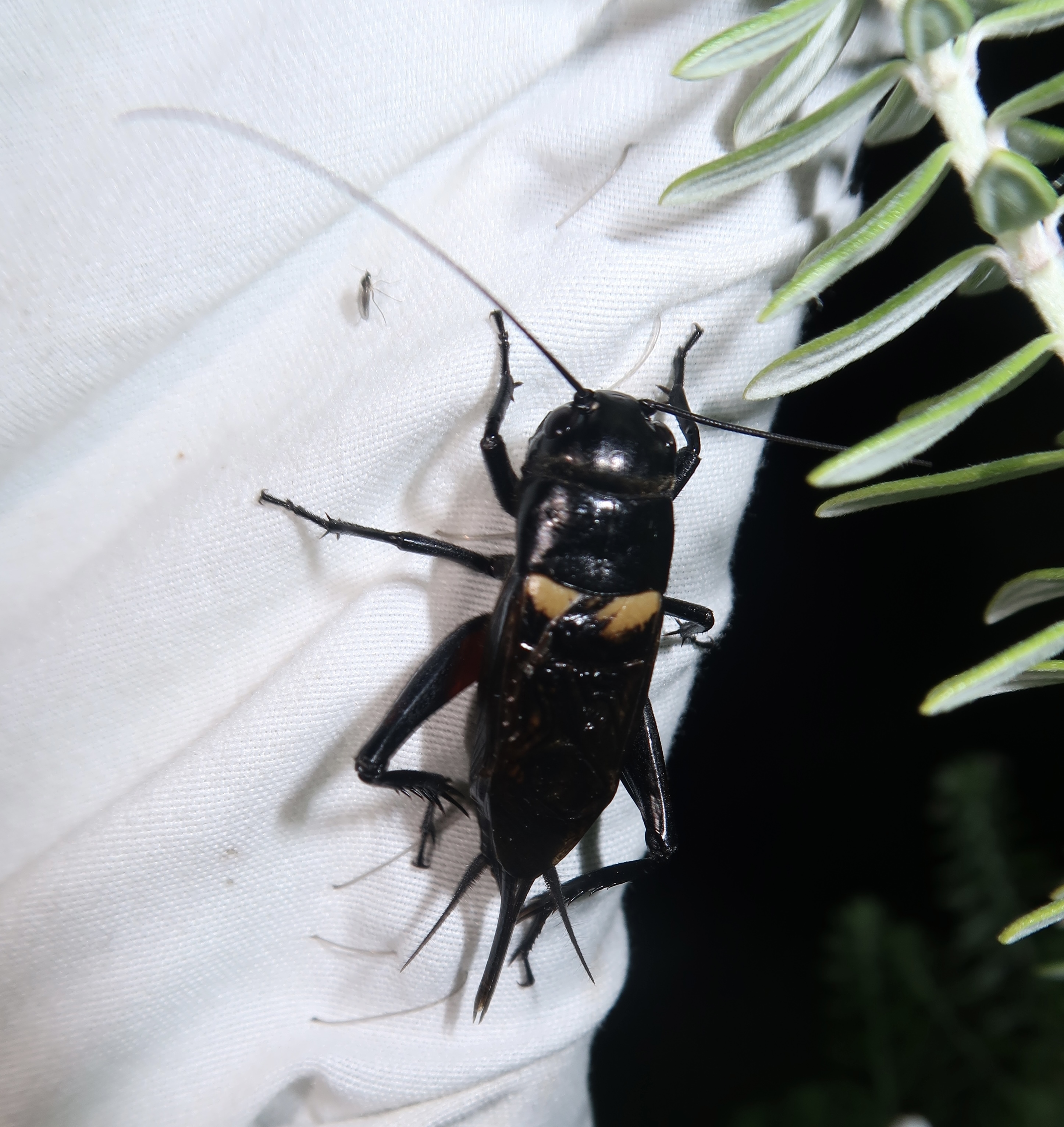 Gryllus bimaculatus