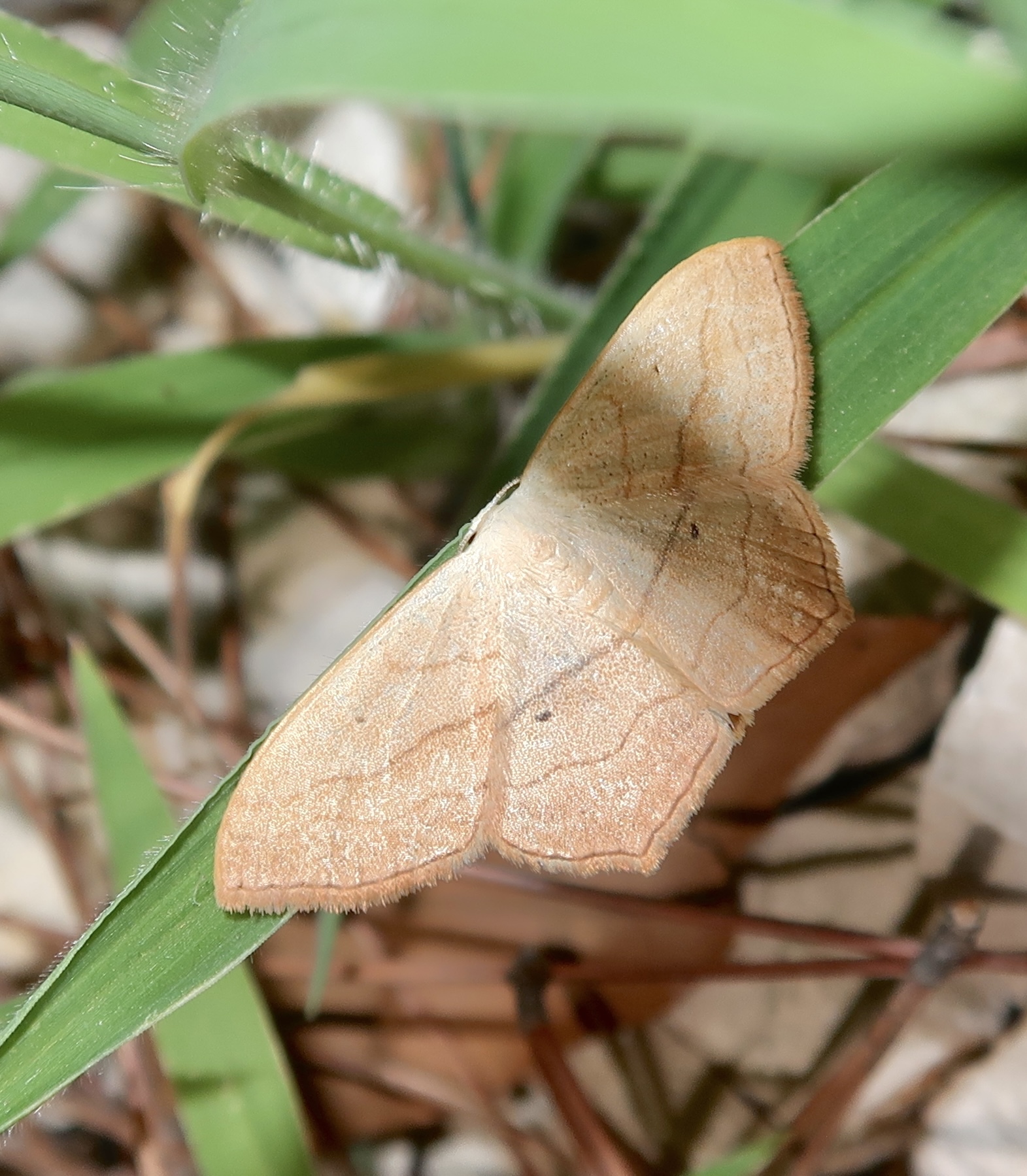 Scopula imitaria