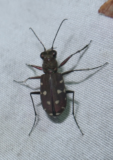 Calomera littoralis nemoralis - sziki homokfutrinka