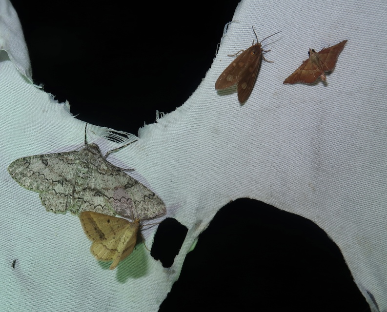 Dysauxes famula
