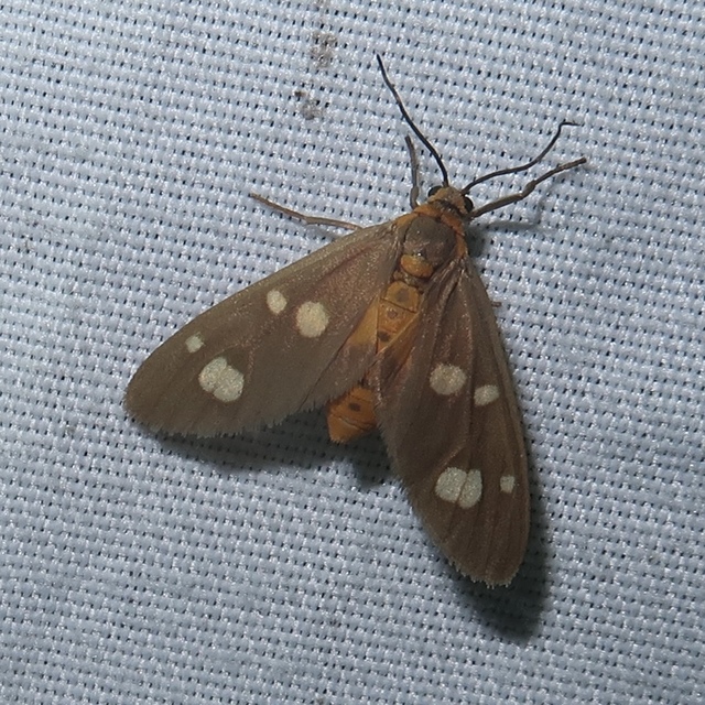 Dysauxes famula