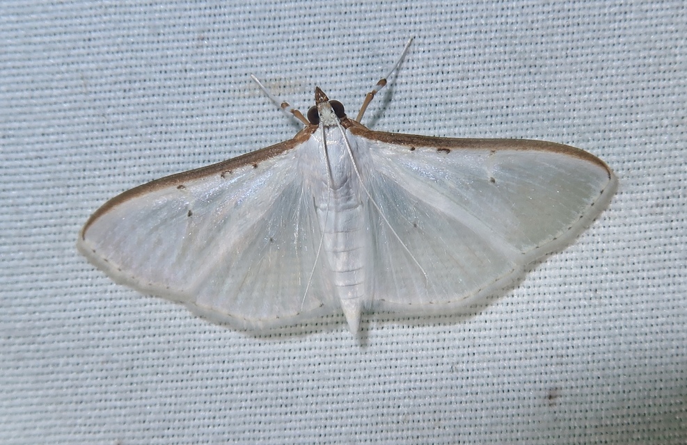 Palpita vitrealis - hófehér tűzmoly