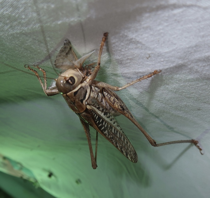 Decticus albifrons