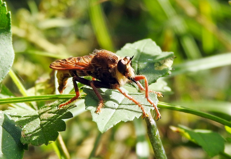 Asilus crabroniformis