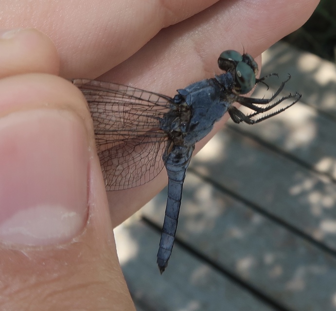 Orthetrum coerulescens - karcsú pásztorszitakötő