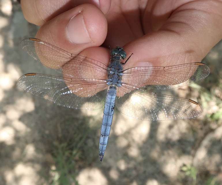 Orthetrum coerulescens - karcsú pásztorszitakötő