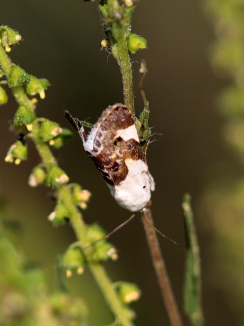 Acontia lucida - fehér nappalibagoly