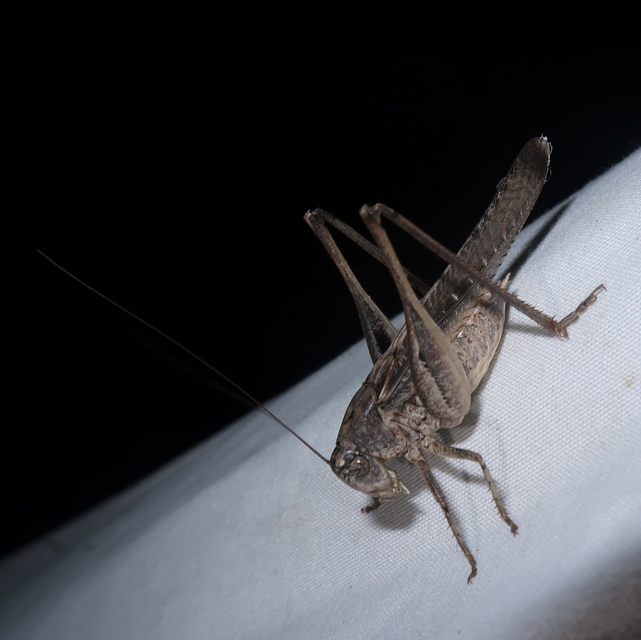 Platycleis