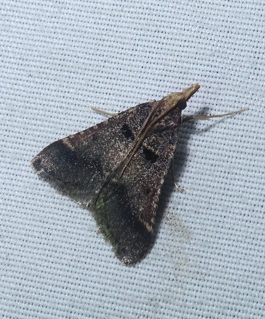 Stemmatophora brunnealis - barna fényilonca