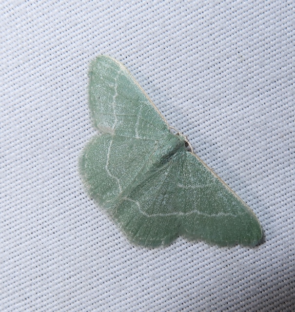 Phaiogramma etruscaria - fehérpettyes zöldaraszoló