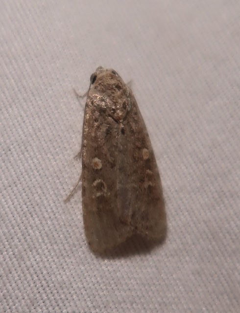 Spodoptera exigua - apró jegyesbagoly