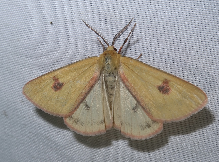 Diacrisia sannio - vörösszélű medvelepke