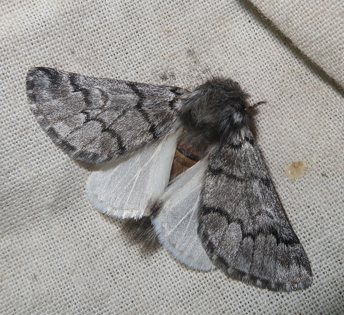 Thaumetopoea pityocampa