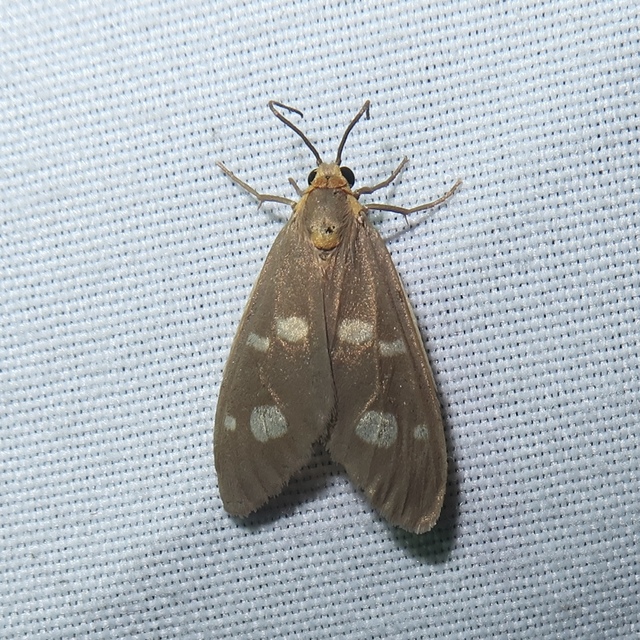 Dysauxes famula