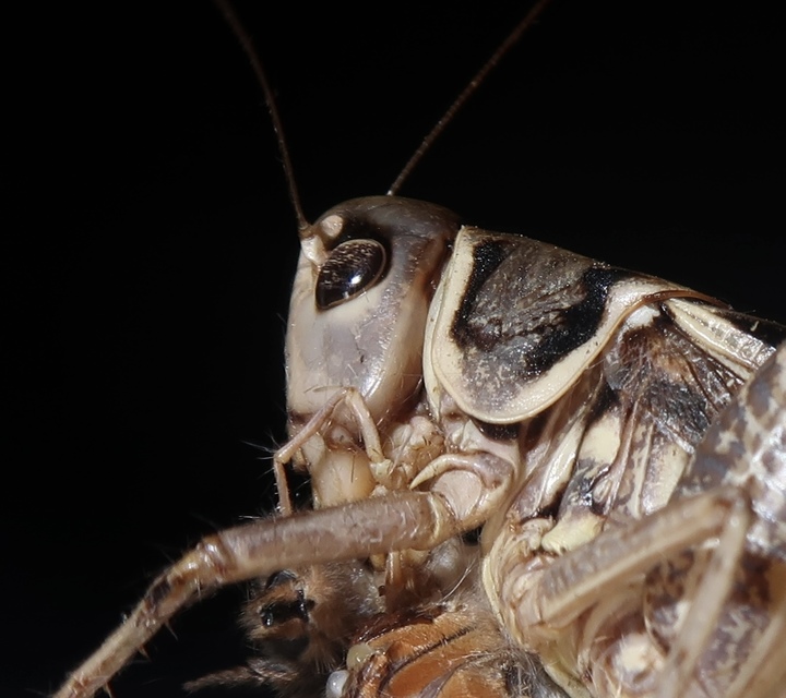 Decticus albifrons