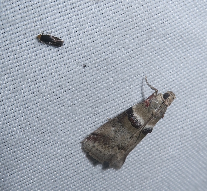 Acrobasis