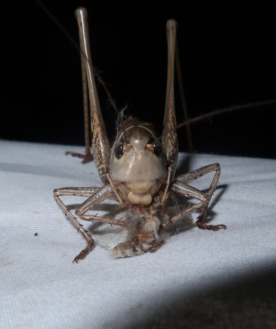 Decticus albifrons
