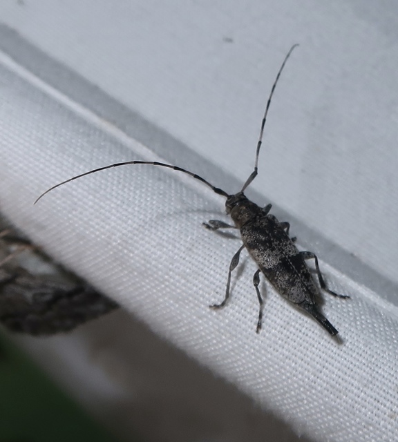 Acanthocinus griseus - szürke daliáscincér