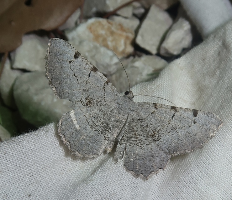 Gnopharmia stevenaria