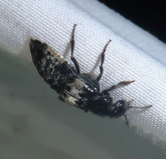 Creophilus maxillosus - dögész holyva