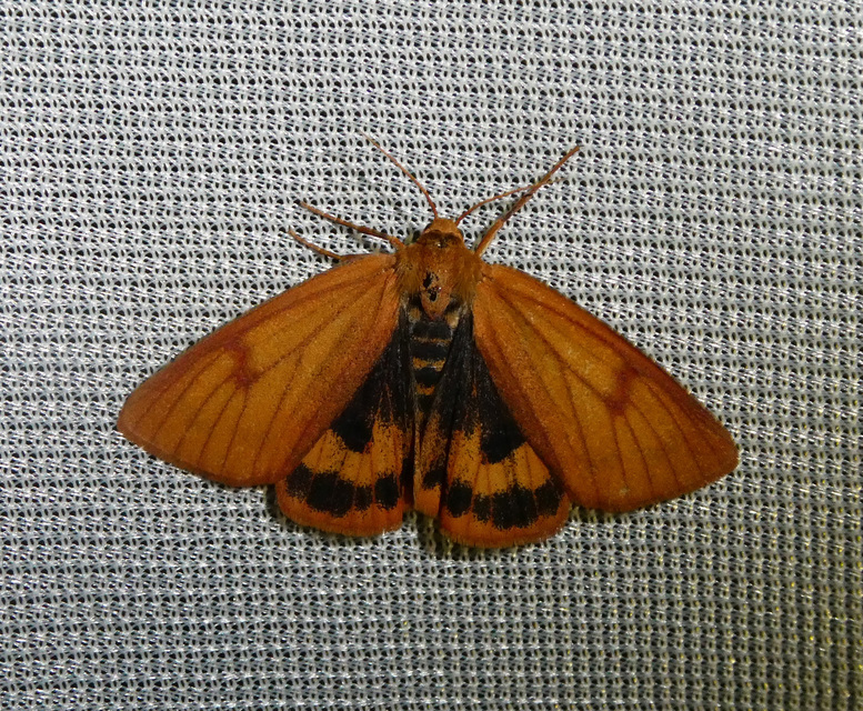 Diacrisia sannio - vörösszélű medvelepke
