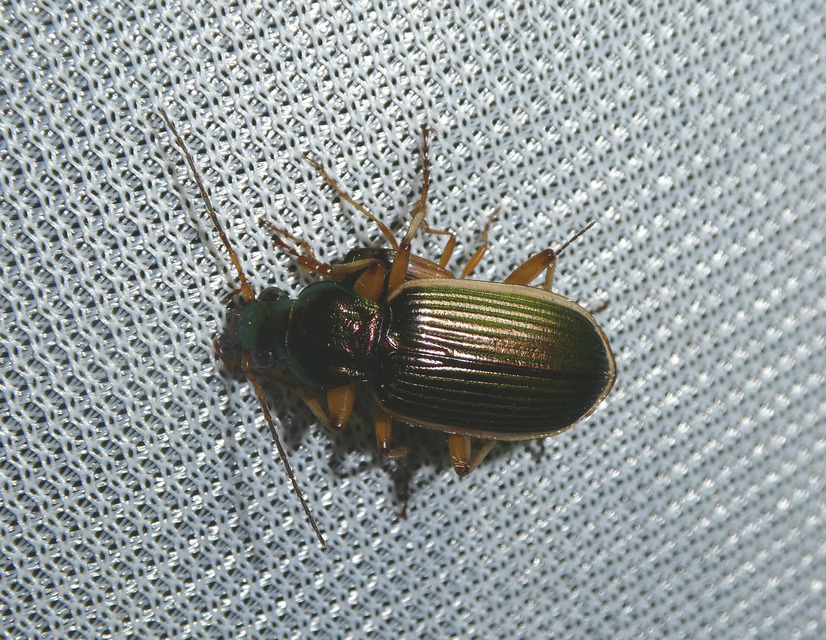 Chlaenius spoliatus - csupasz bűzfutó