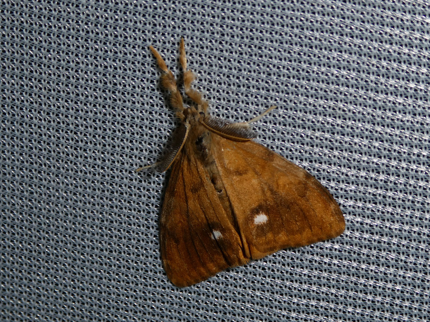 Orgyia antiqua - rozsdabarna kisszövő