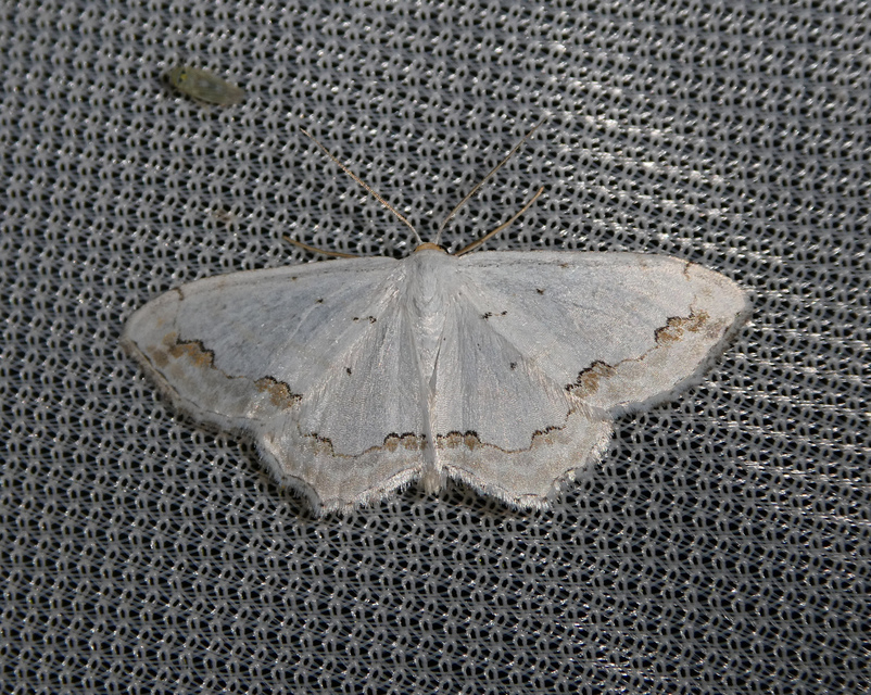 Scopula ornata - díszes fehéraraszoló