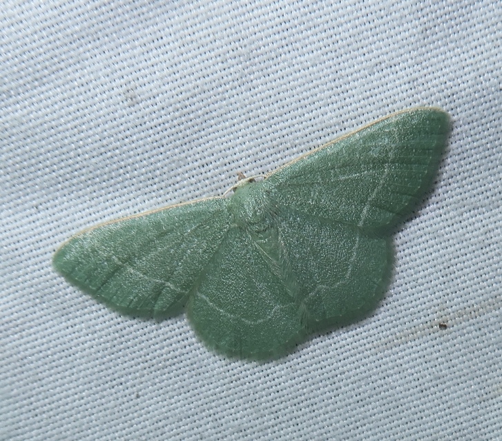 Phaiogramma etruscaria - fehérpettyes zöldaraszoló