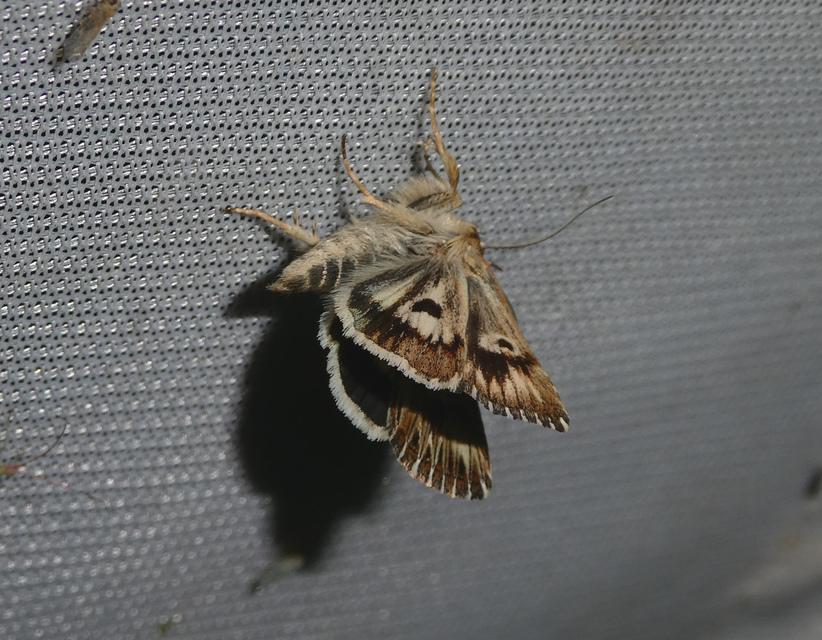 Actinotia radiosa - kis sugarasbagoly
