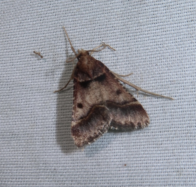 Stemmatophora brunnealis - barna fényilonca
