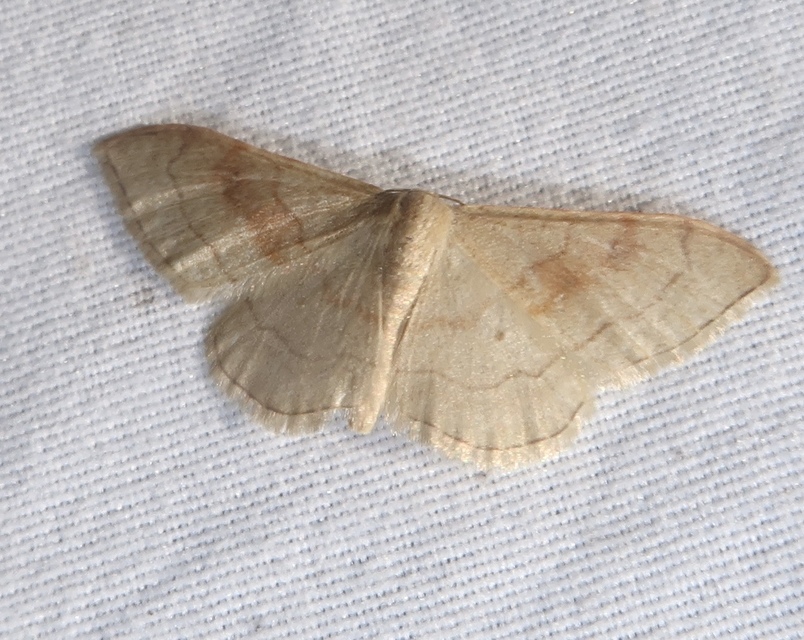 Idaea rubraria - vörössávos araszoló