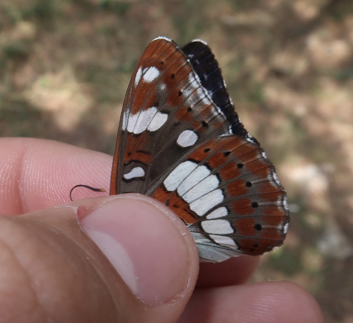 Limenitis reducta - kék lonclepke