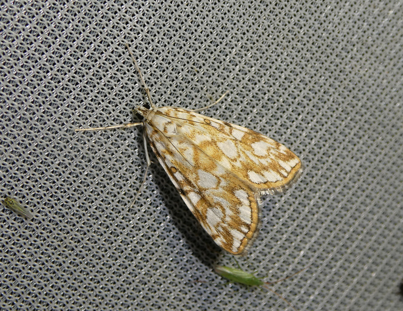Elophila nymphaeata - tarka vízimoly