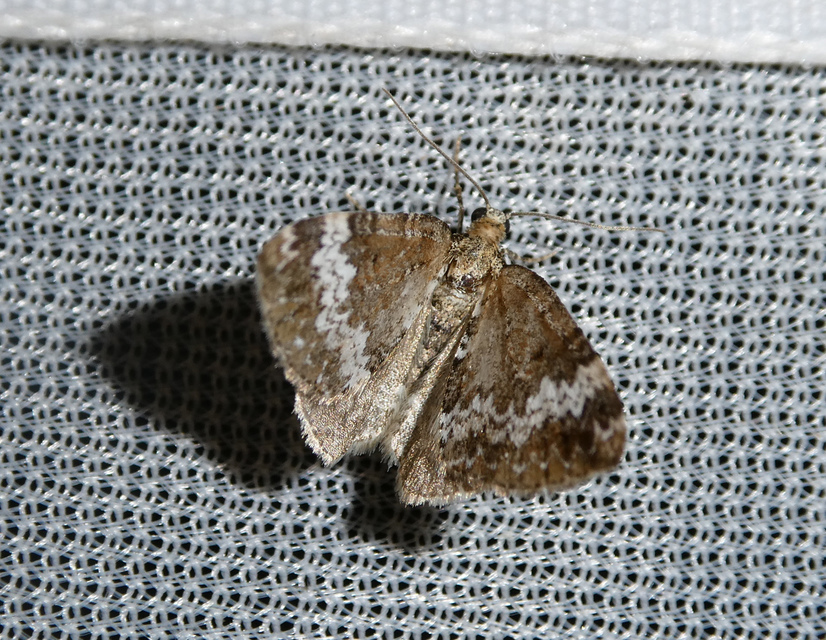 Perizoma alchemillata - árvacsalán-araszoló