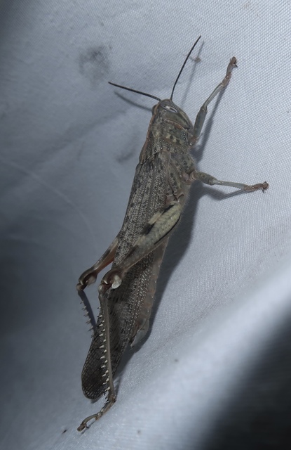 Anacridium aegyptium - egyiptomi sáska