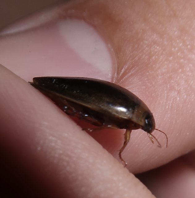 Rhantus
