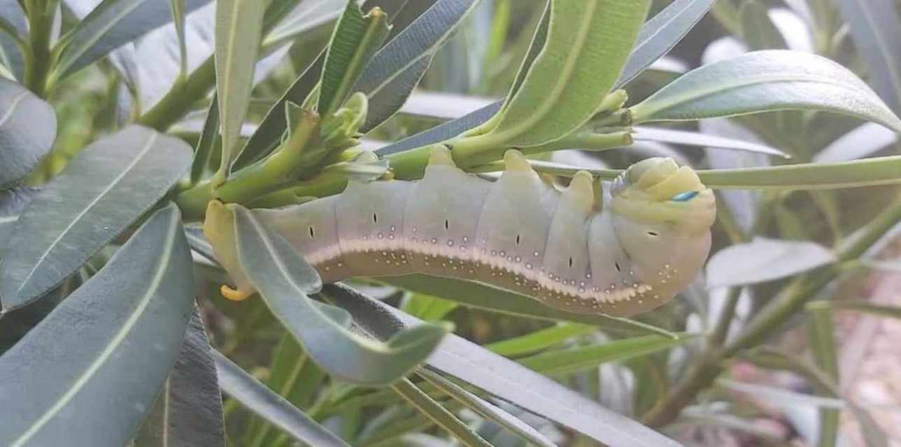 Daphnis nerii - oleanderszender