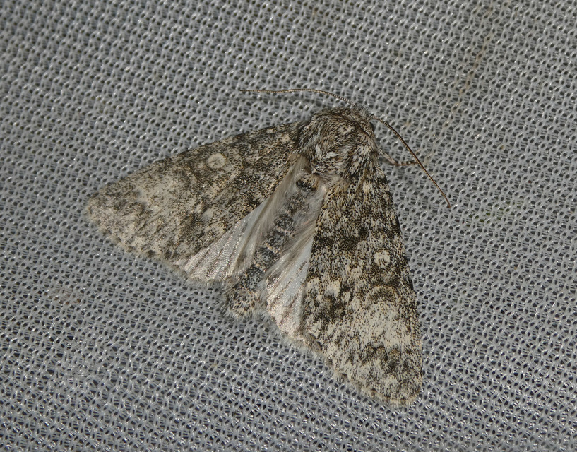 Acronicta megacephala - nagyfejű szigonyosbagoly