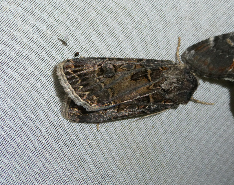 Agrotis bigramma - kétjegyű földibagoly
