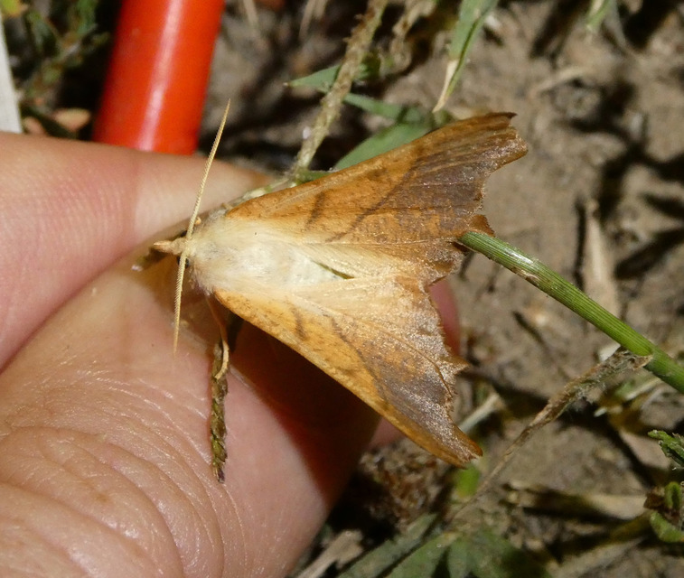 Ennomos fuscantaria - kőris-levélaraszoló