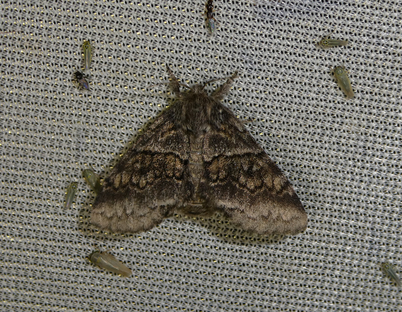 Gluphisia crenata - kormos púposszövő