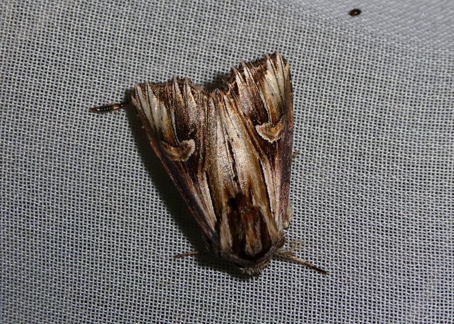 Actinotia polyodon - nagy sugarasbagoly