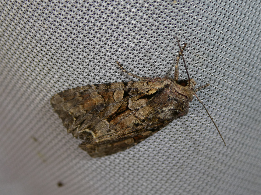 Lacanobia thalassina - borbolya-kertibagoly